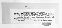 Puccinia mariae image